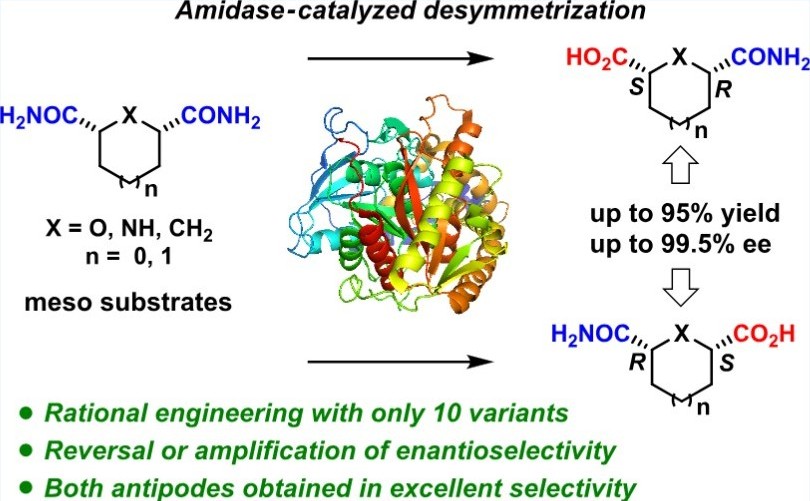 Reversal and amplification of the enantioselectivity of biocatalytic desymmetrization toward meso heterocyclic dicarboxamides enabled by rational engineering of amidase