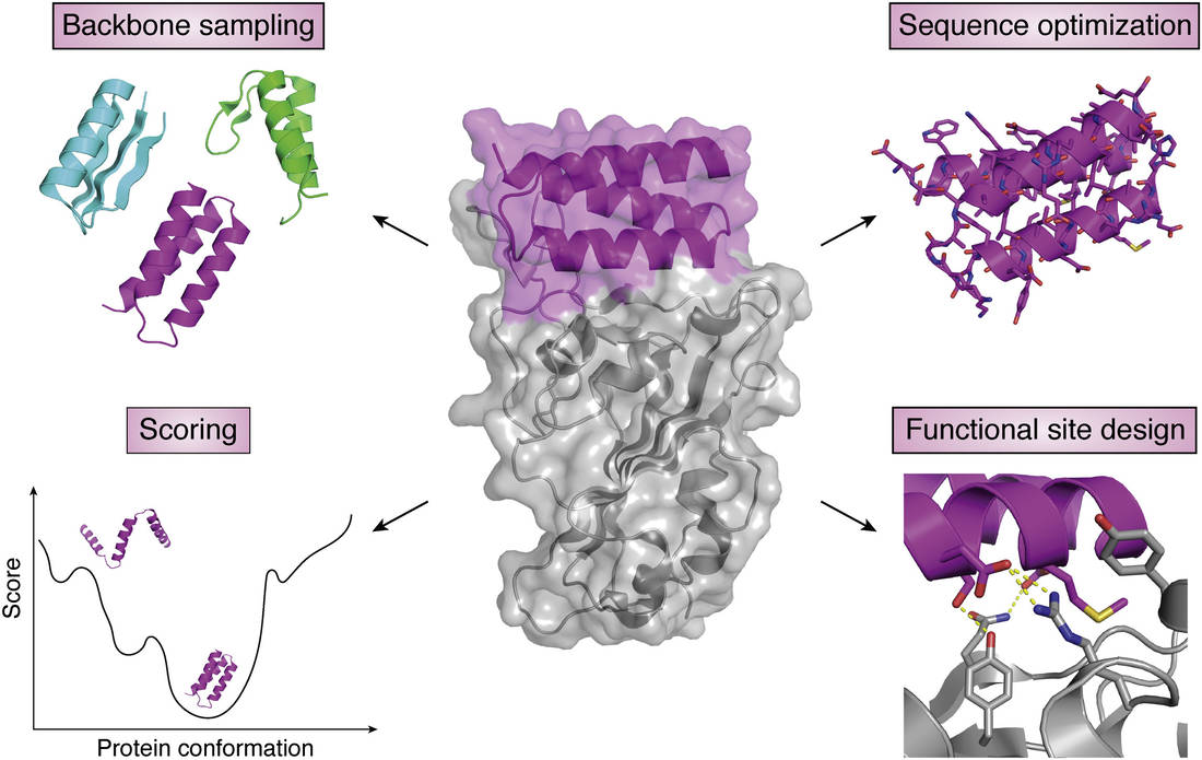 Key steps in de novo protein design, including backbone sampling, scoring, sequence optimization, and functional site design