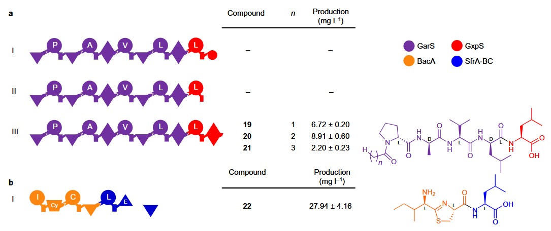 De novo design and engineering of non-ribosomal peptide synthetases (NRPSs)
