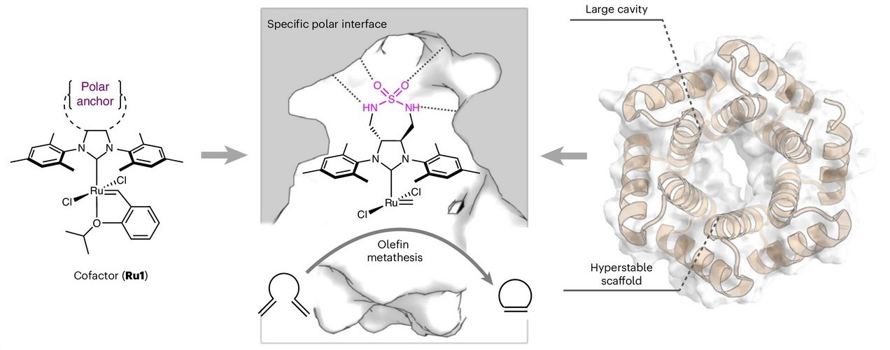 De novo design and evolution of an artificial metathase for cytoplasmic olefin metathesis