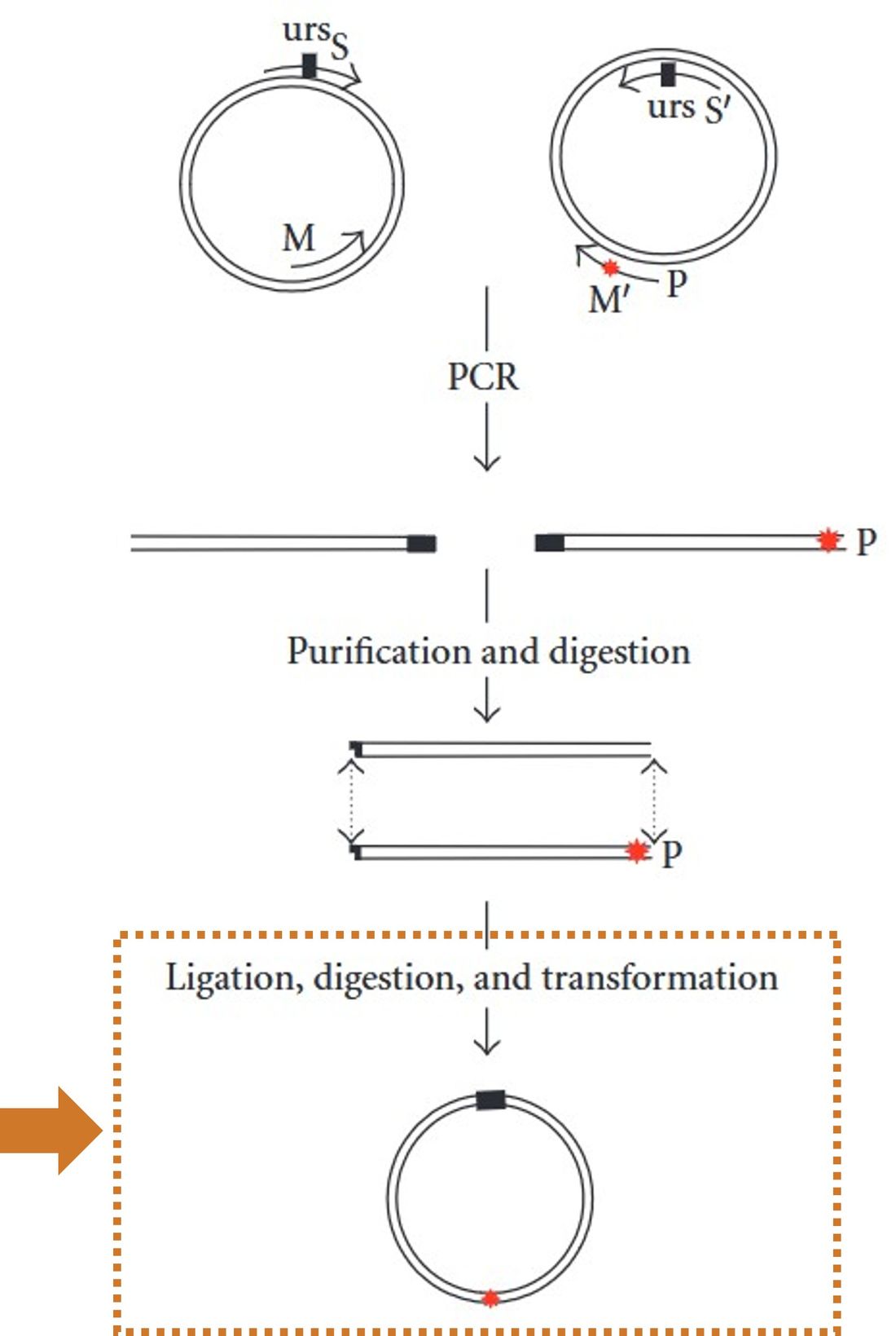 A simplified workflow of a site-directed mutagenesis strategy involves gene cloning after template DNA sequencing and gene synthesis
