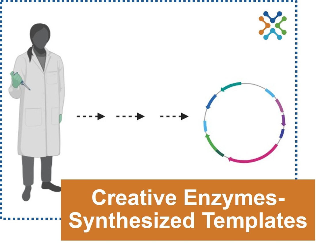 Mutagenesis service using templates synthesized by Creative Enzymes