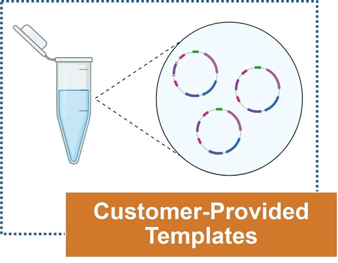 Mutagenesis service using customer templates