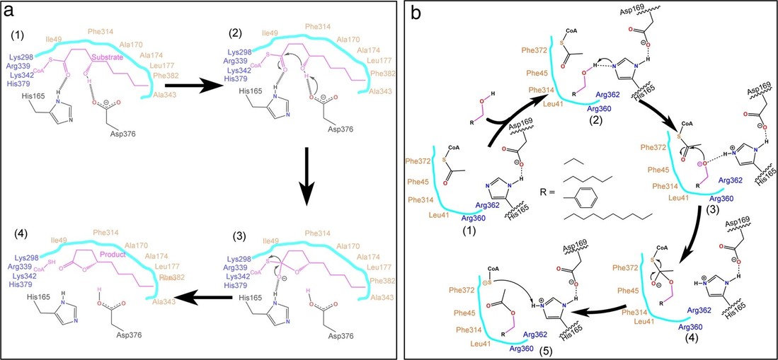 Key active-site residues of PpAAT1 identified by site-directed mutagenesis for peach aroma biosynthesis