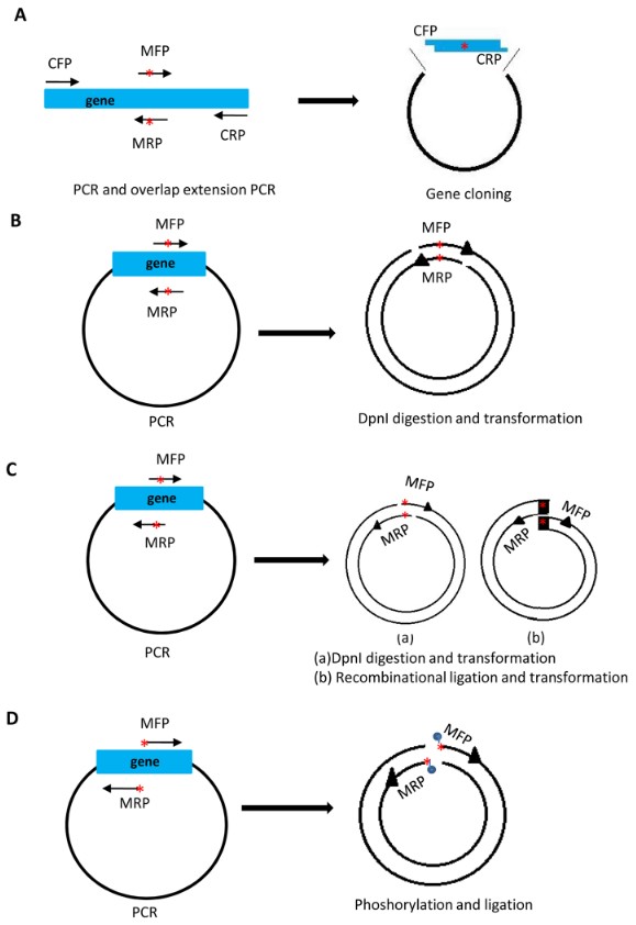 Diagram of PCR-based strategies used for enzyme site-directed mutagenesis