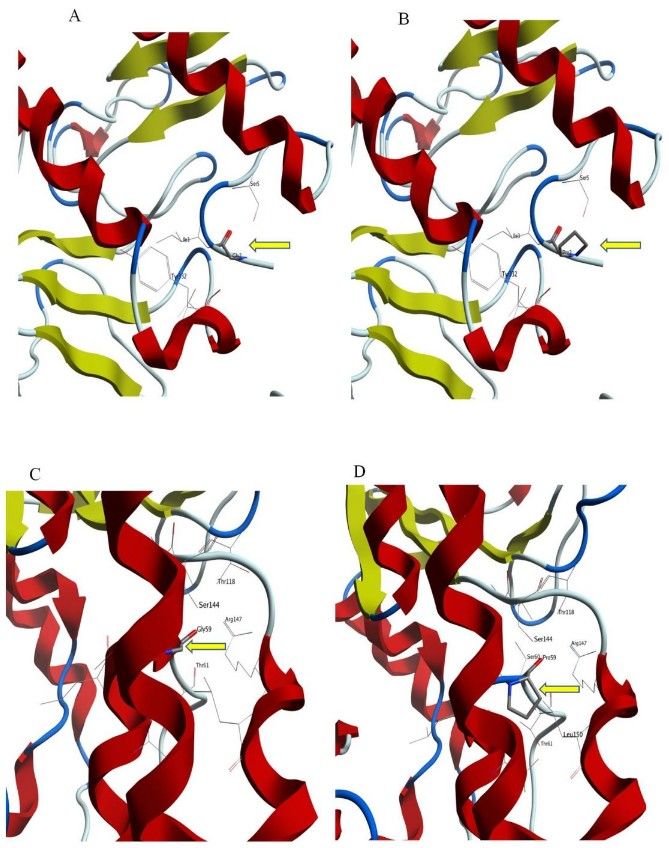 Activity and thermostability enhancement of Serratia marcescens lipase A through site-directed mutagenesis