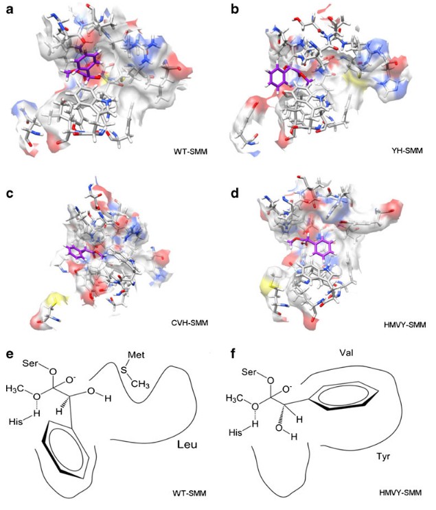 Compensating the enantioselectivity–activity trade-off in a Rhodobacter sphaeroides esterase using site-directed saturation mutagenesis