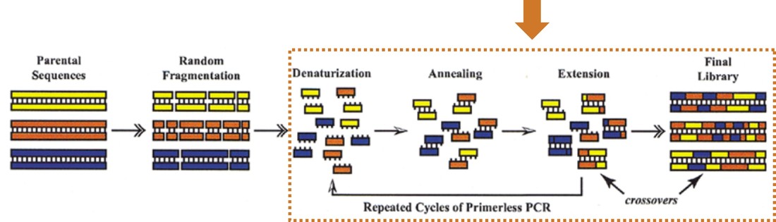 Principle and workflow of DNA shuffling