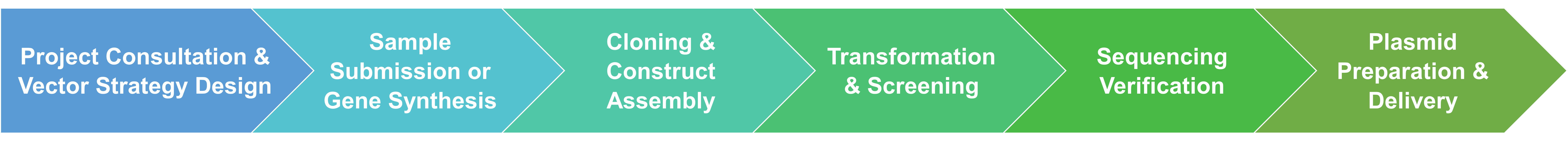 Workflow of vector cloning service for random mutagenesis and DNA shuffling