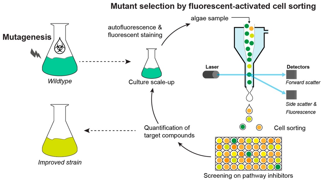 Mutant selection by fluorescent-activated cell sorting