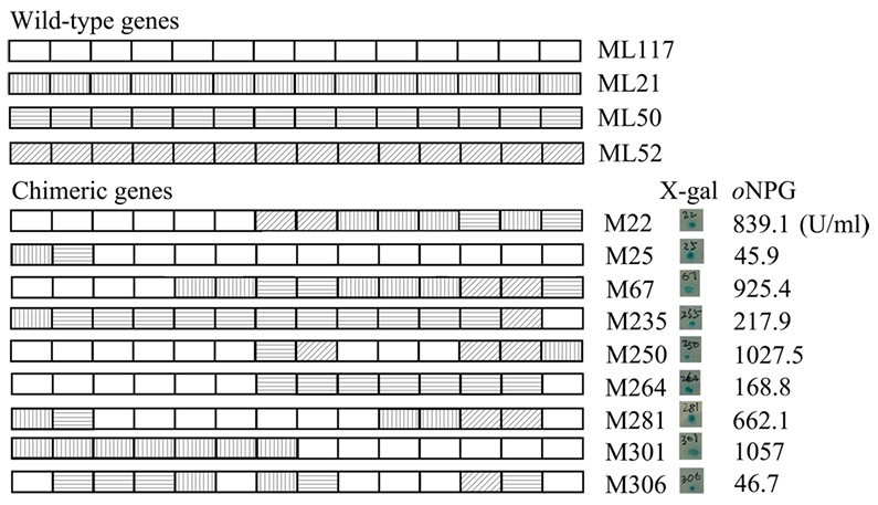 Screening chimeric β-galactosidases generated by gene shuffling