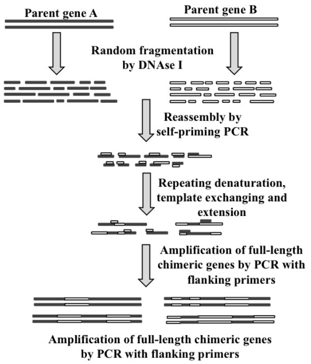 Principle and workflow of enzyme random mutagenesis using DNA shuffling for variant generation