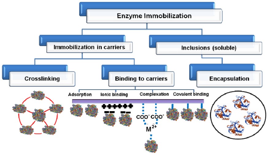 Different enzyme immobilization methods: crosslinking, adsorption, ionic binding, complexation, covalent binding, and encapsulation