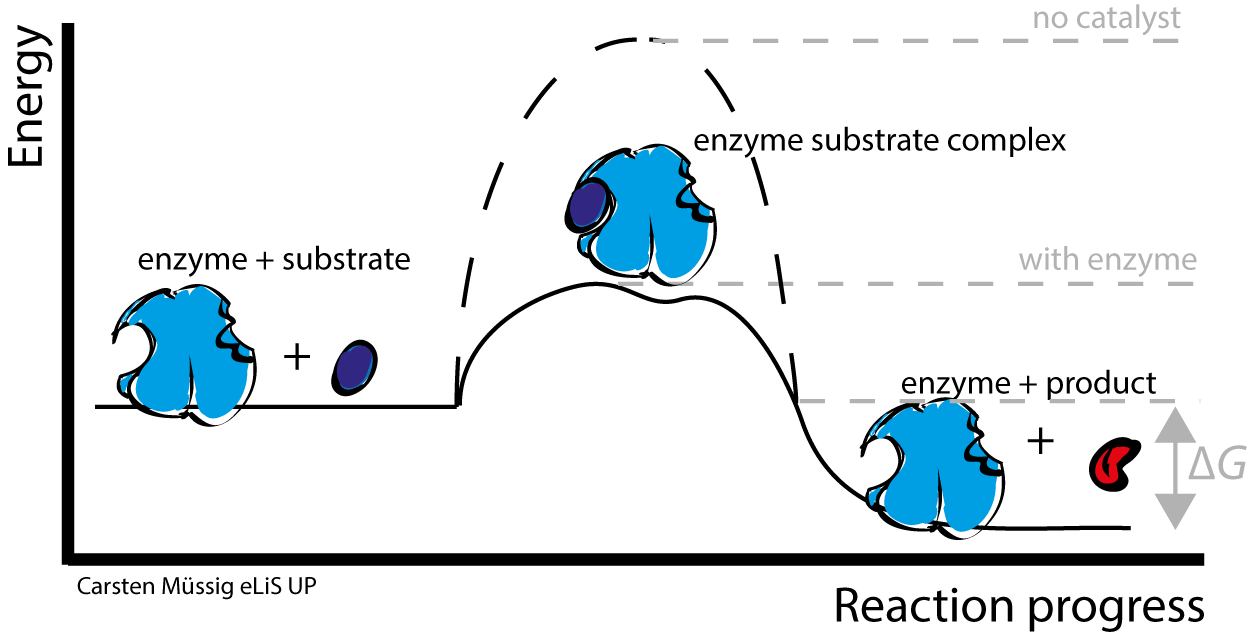 Enzymes catalyze the rate of reaction and do not participate in the chemical reaction