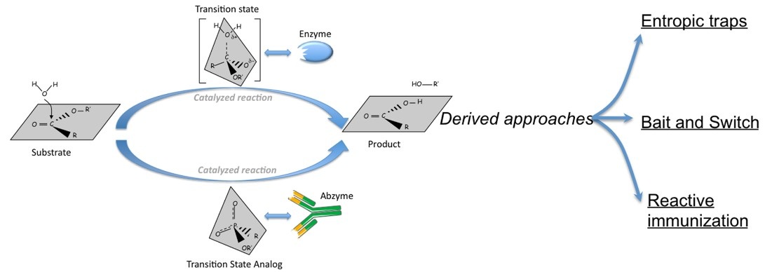 Chemical synthesis of transition-state analogs (TSA)