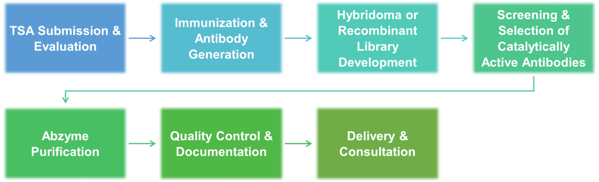 Workflow of abzyme production and purification services