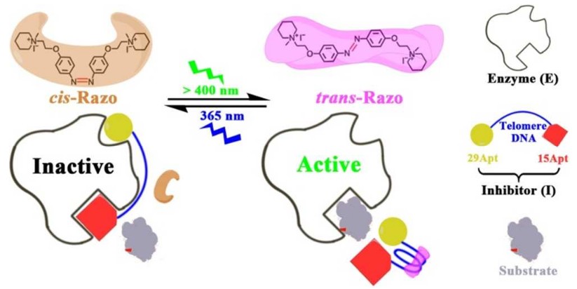 Small-molecule-triggered reversible regulation of enzymatic activity