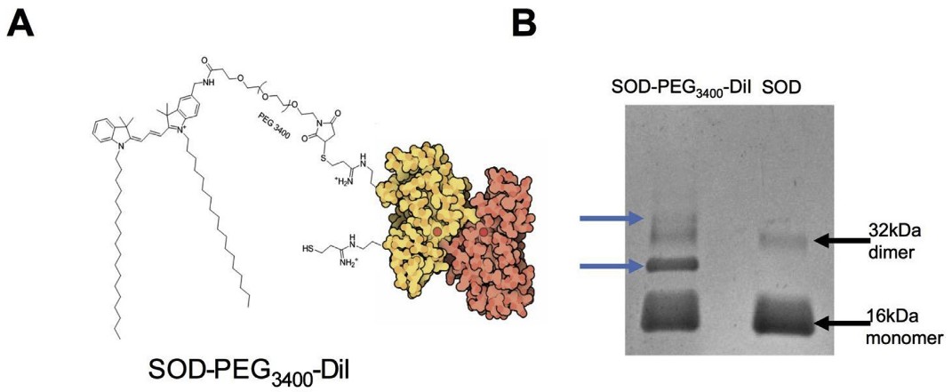Lipophilic indocarbocyanine conjugates for the efficient incorporation of enzymes, antibodies, and small molecules into biological membranes