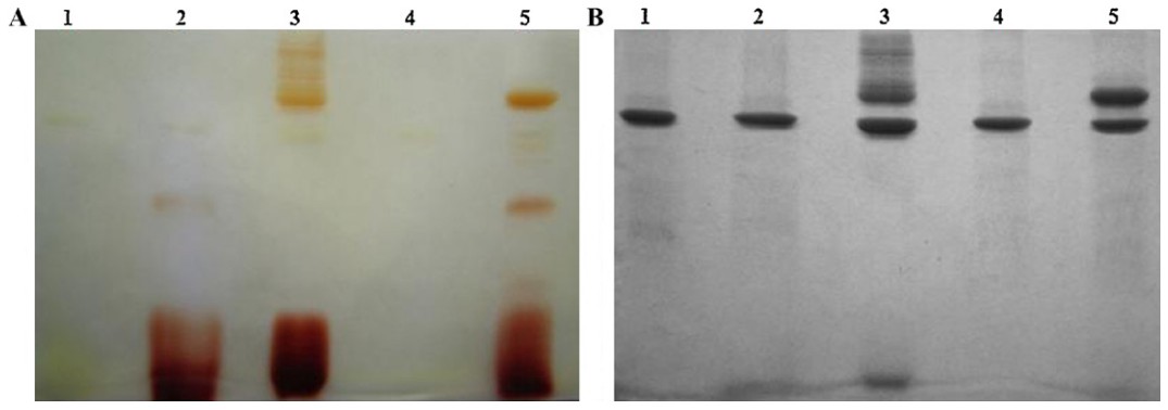 High-level production of uricase containing keto functional groups for site-specific PEGylation