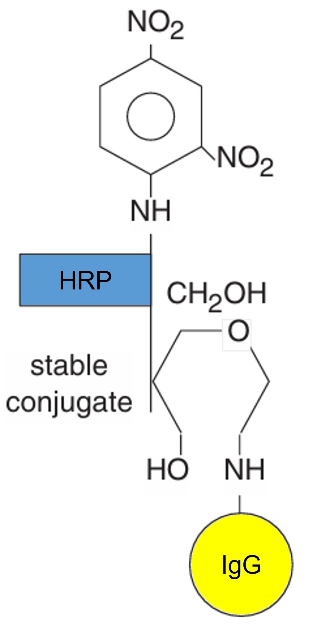 Conjugation of enzymes to antibodies
