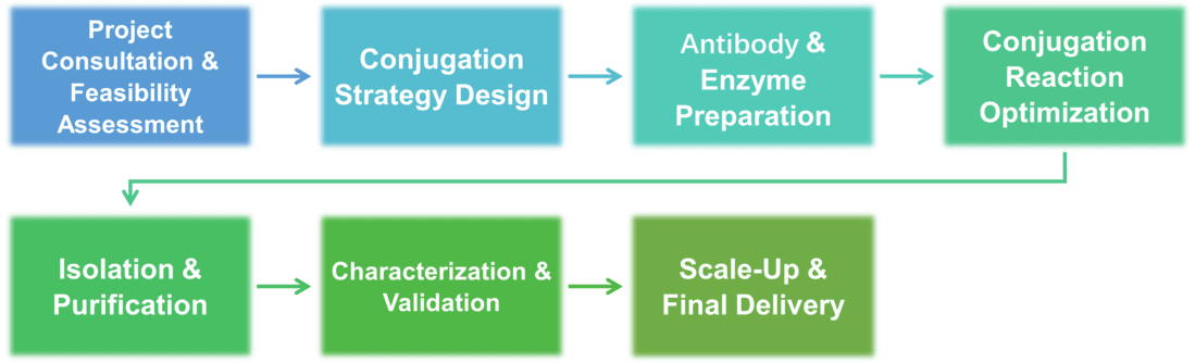 Workflow of enzyme conjugation with antibodies service