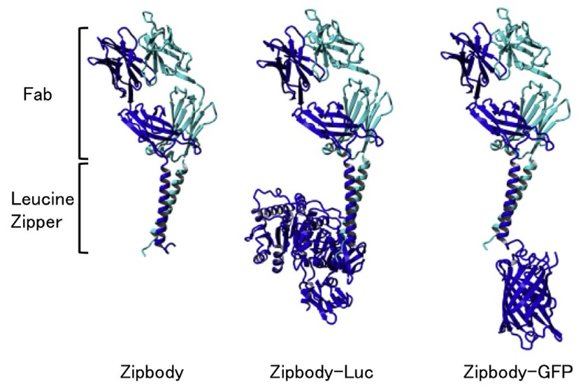 Structure of Zipbody, Zipbody-Luc and Zipbody-GFP