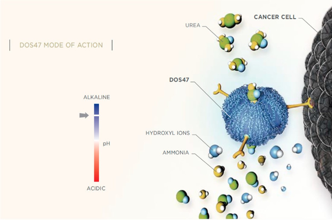 The antibody-urease immunoconjugate L-DOS47 is used for cancer therapy