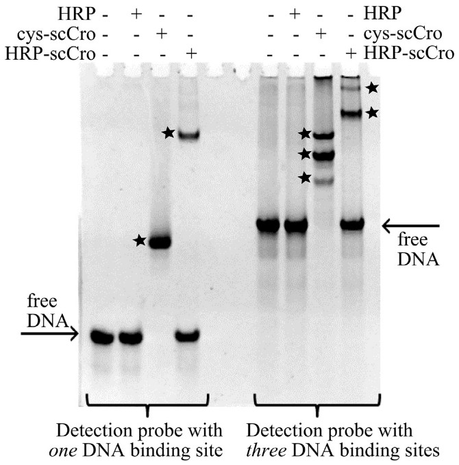 Design and characterization of DNA detection probes with scCro DNA binding sites