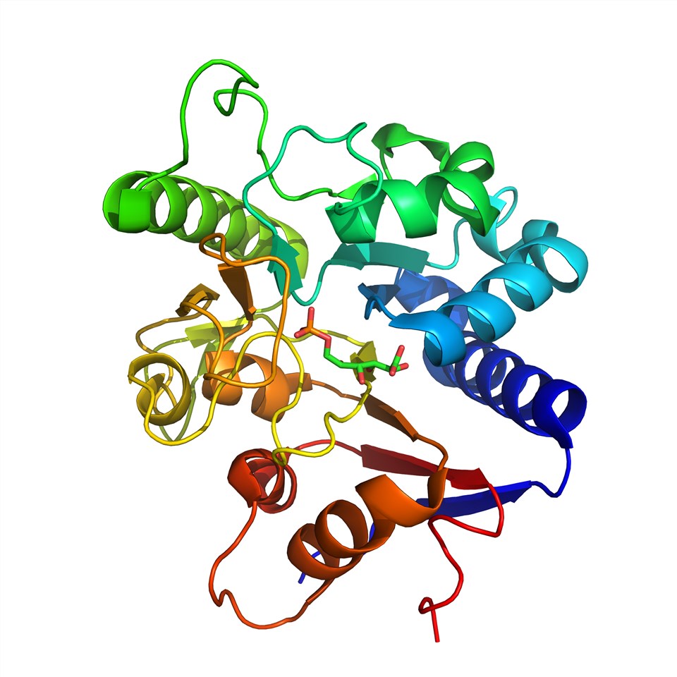 Structure of 6-phosphogluconolactonase.