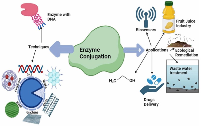 Illustrating techniques and applications of enzyme conjugation