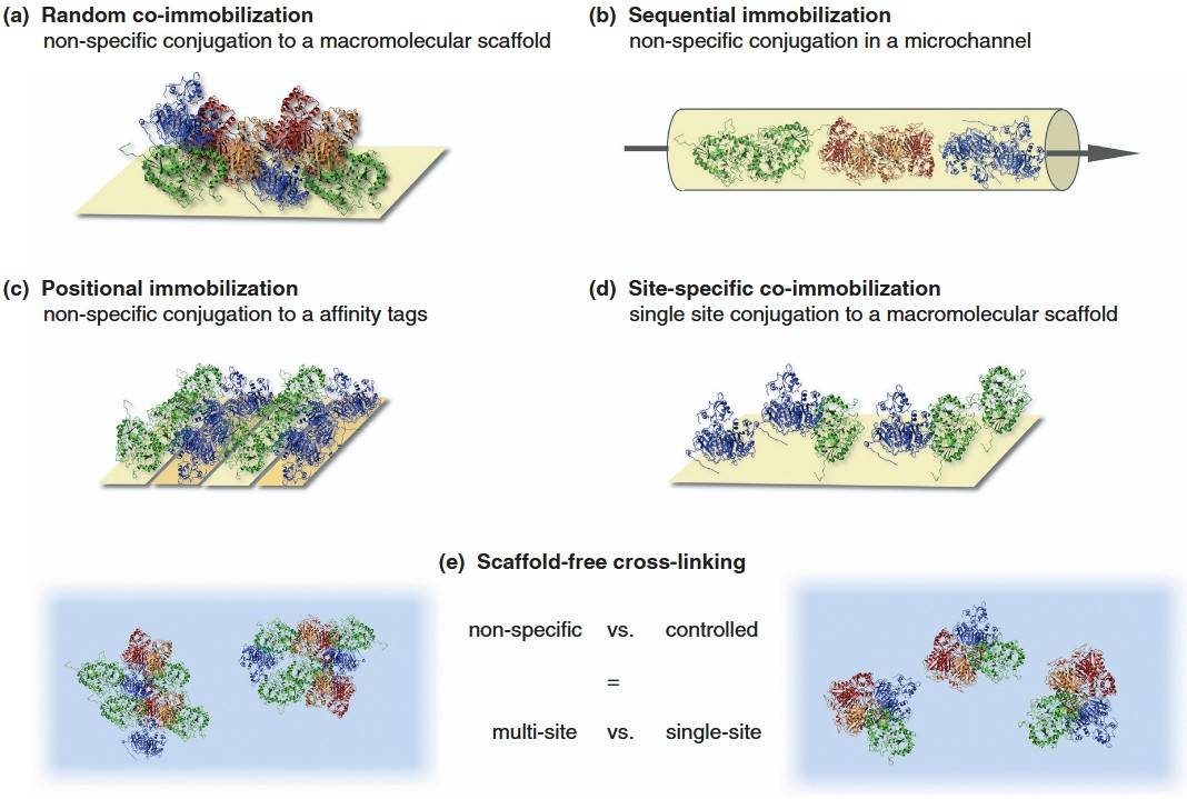 Co-localization approaches include random co-immobilization, sequential immobilization, positional immobilization, site-specific co-immobilization and scaffold free-cross-linking