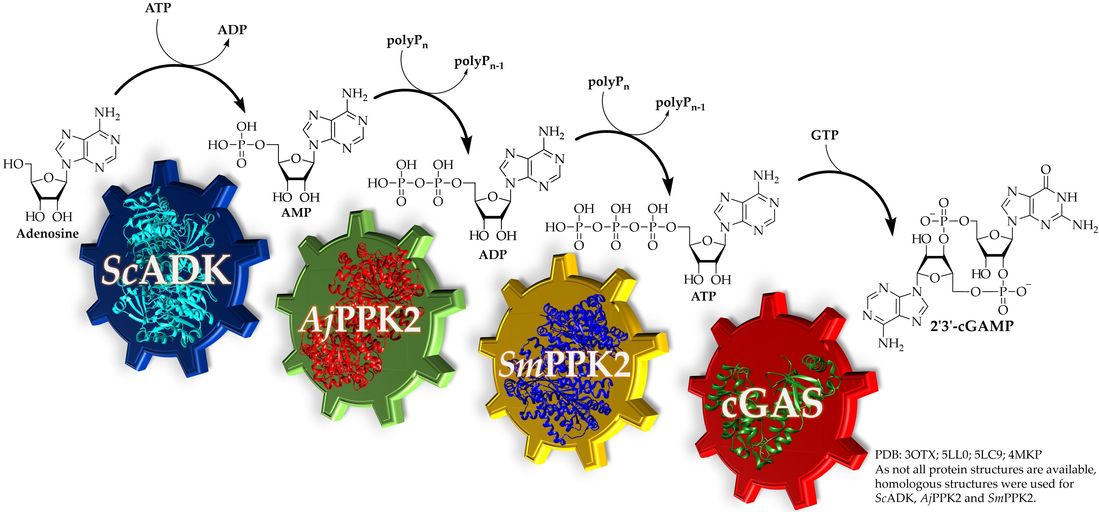Schematic illustration of the enzyme cascade involved in the production of 2′3′-cGAMP, consisting of ScADK, AjPPK2, SmPPK2 and cGAS