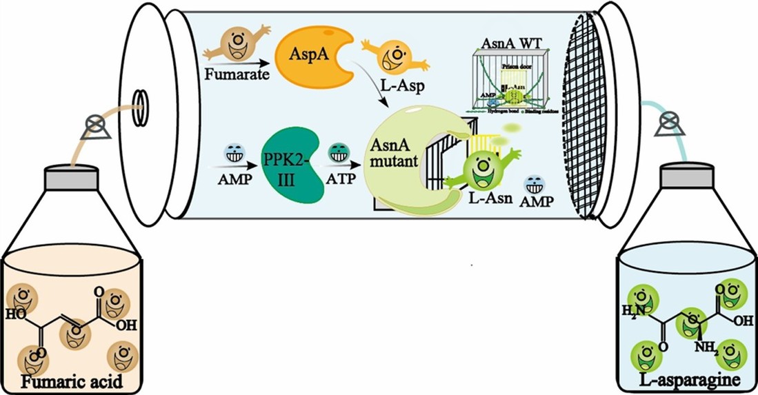 Graphic abstract of the multi-enzyme cascade reaction systems involved in the conversion of fumaric acid to L-asparagine