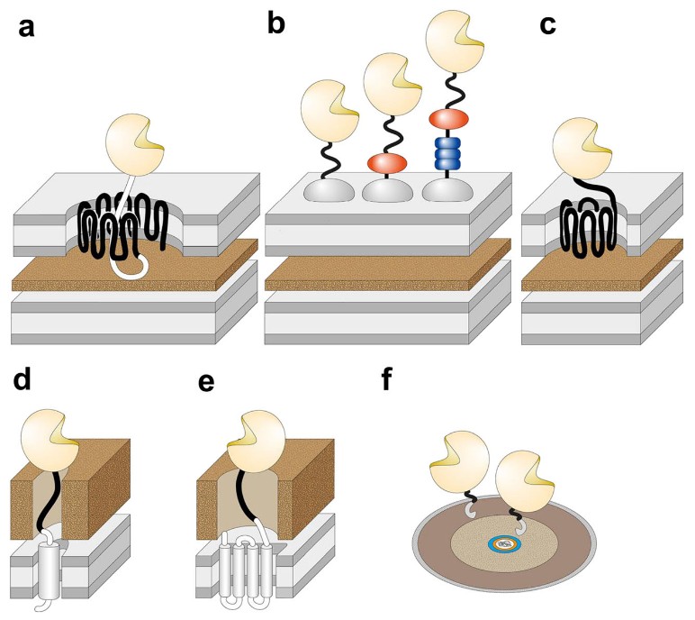 Bacterial whole-cell biocatalysts by surface display of enzymes: toward industrial application