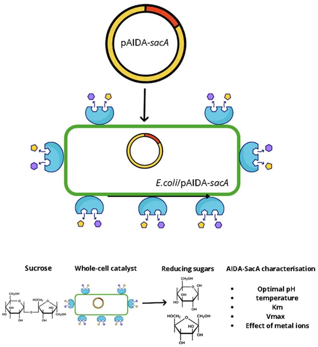 Graphic abstract for whole-cell biocatalyst displaying sucrase A