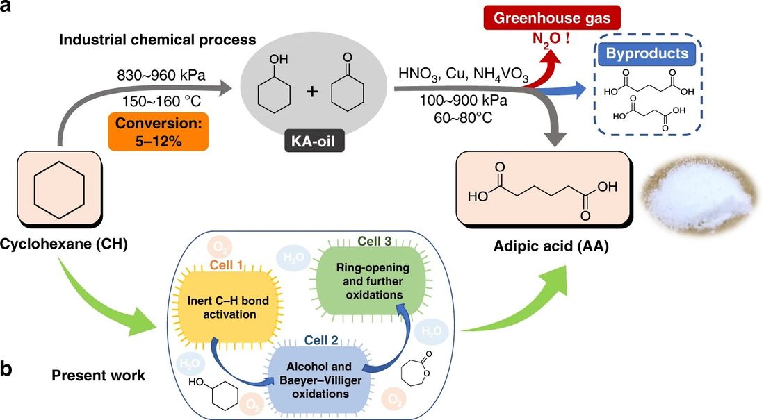 Industrial chemical and designed biocatalytic processes for adipic acid (AA) production