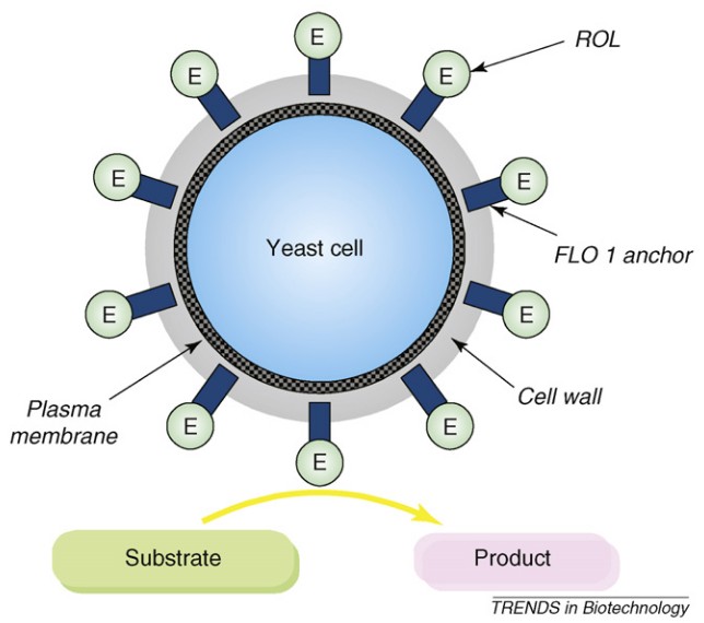 Using a yeast whole cell as a whole cell biocatalyst for biodiesel fuel production