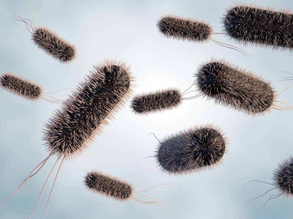 E. coli enzyme expression service