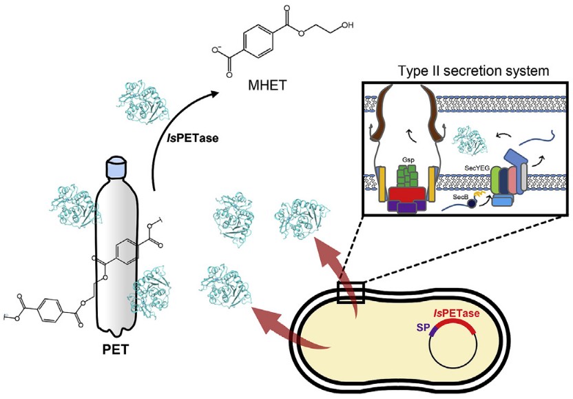Production of extracellular PETase from Ideonella sakaiensis using sec-dependent signal peptides in E. coli