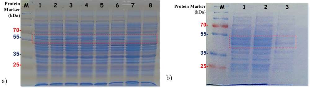 Simultaneous production of alpha and beta amylase enzymes using separate gene bearing recombinant vectors in the same Escherichiacoli cells
