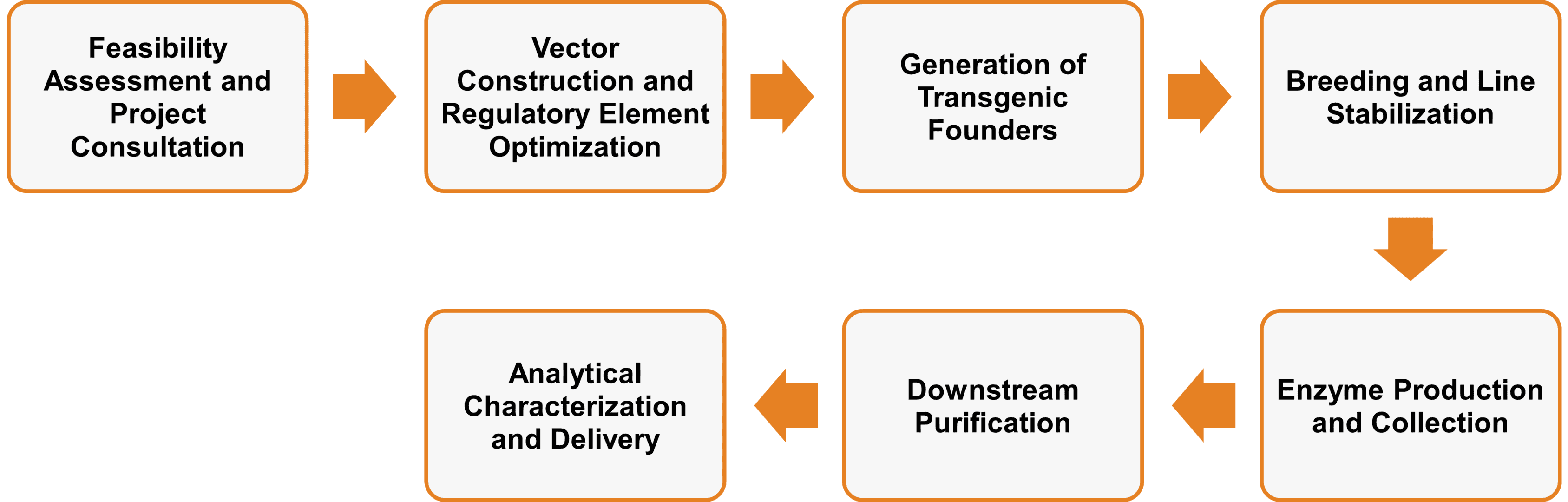 Workflow of enzyme expression services in transgenic animals