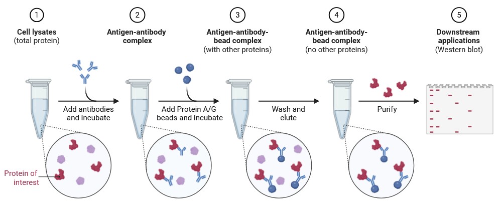 Immunoprecipitation workflow for protein isolation: antibody incubation, Protein A/G bead binding, washing, and elution