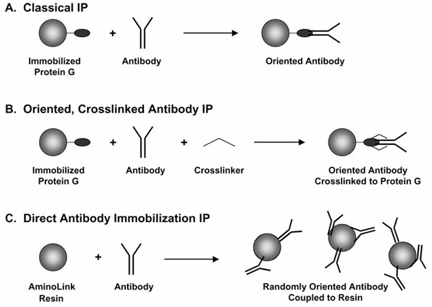 Protein and protein complex isolation by immunoprecipitation