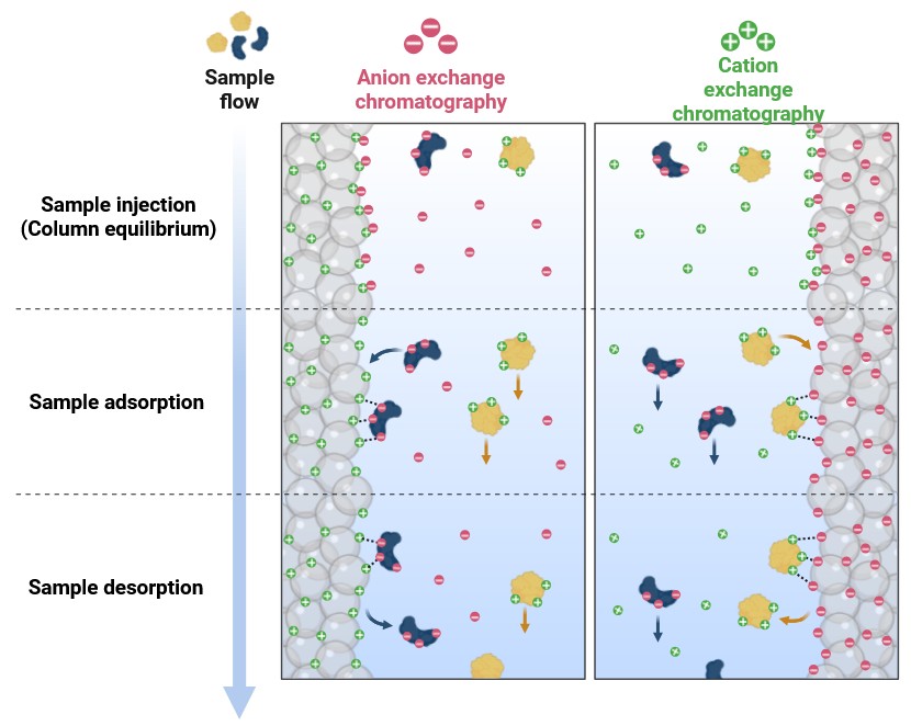 Cation and anion exchange chromatography methods