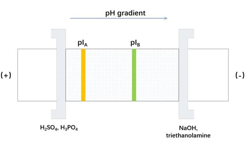 Isoelectric Focusing
