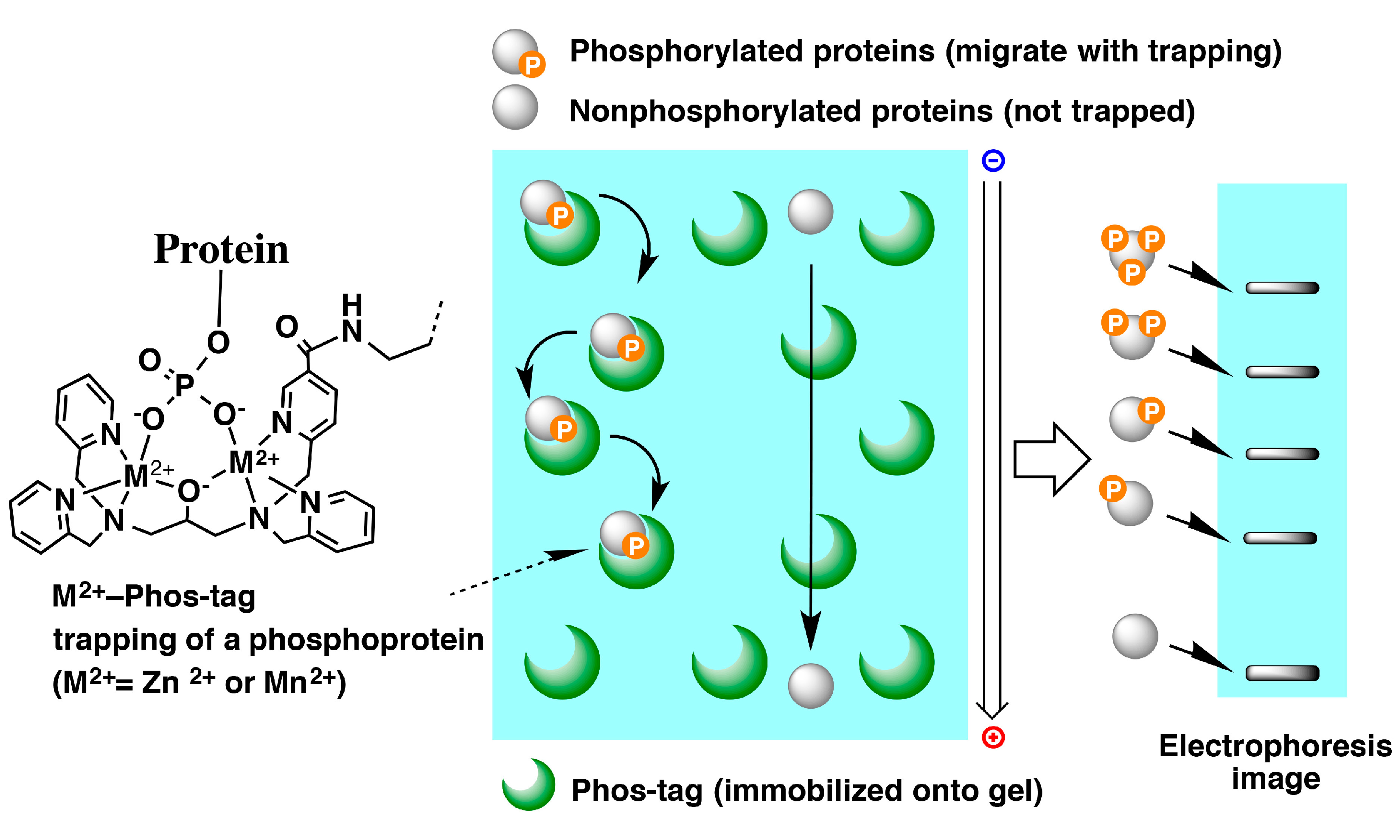 Affinity Electrophoresis