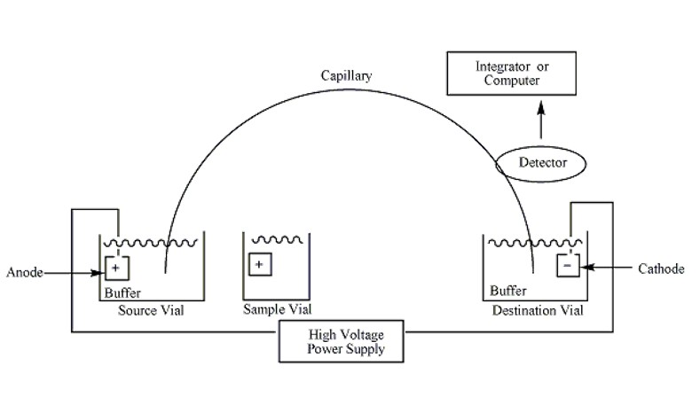 Capillary Electrophoresis