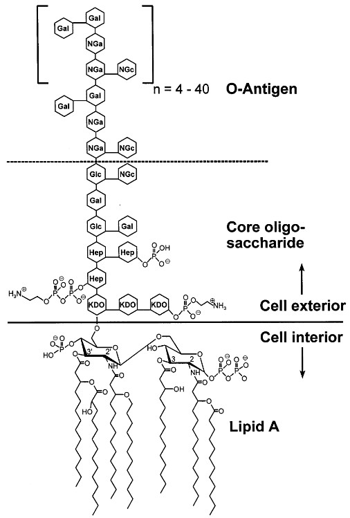 Endotoxin removal from protein solutions