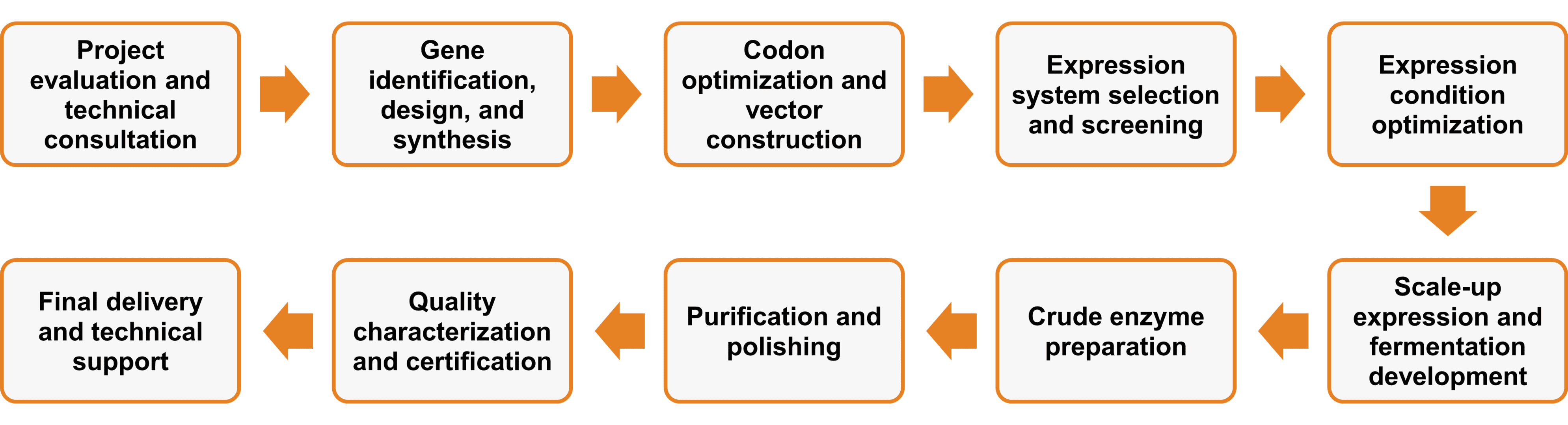 Workflow of enzyme expression and purification services