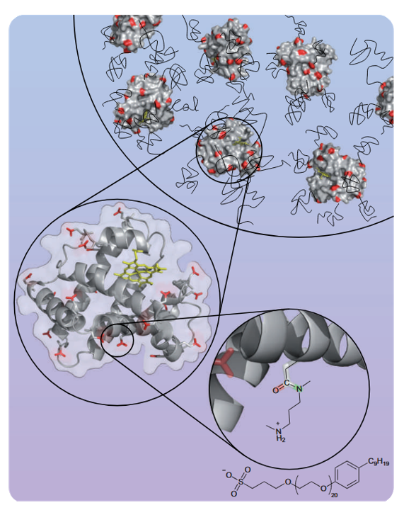 Chemical modification of enzymes